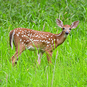 White tailed deer fawn